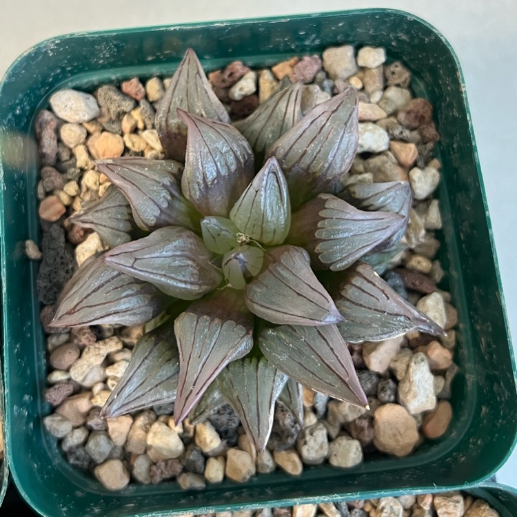 plant image 1689123