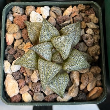 Haworthia Splendens