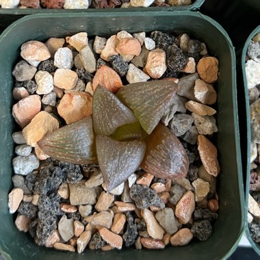 Haworthia