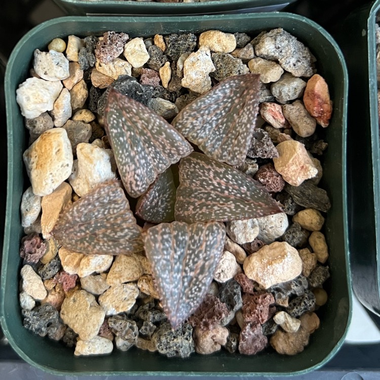 plant image 1689127