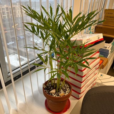 mauspad's plant