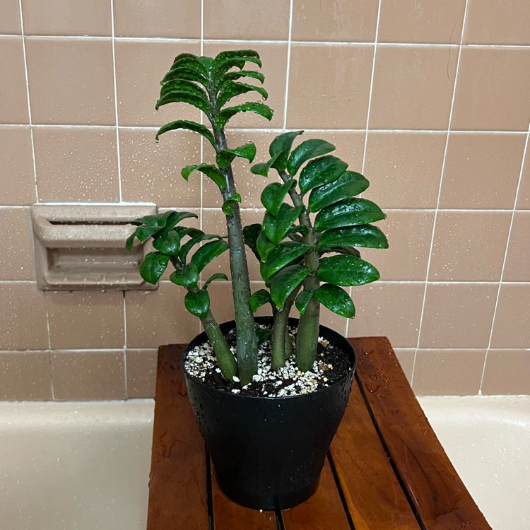 plant image 1691209 plant image 1691209
