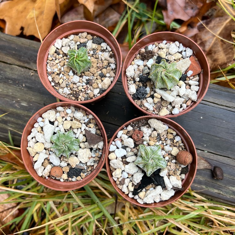 plant image 1693141