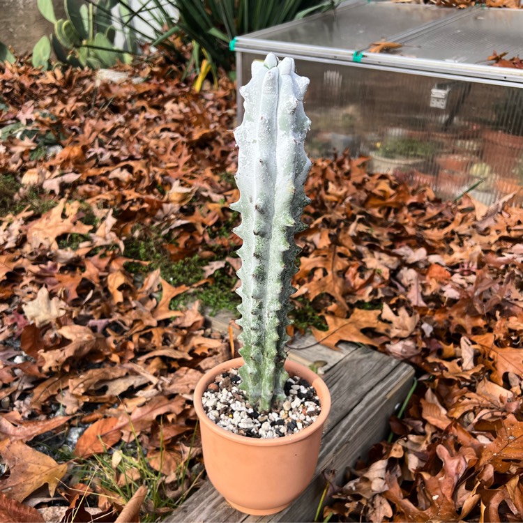 Plant image Stenocereus beneckei