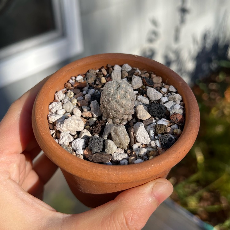 plant image 1693554