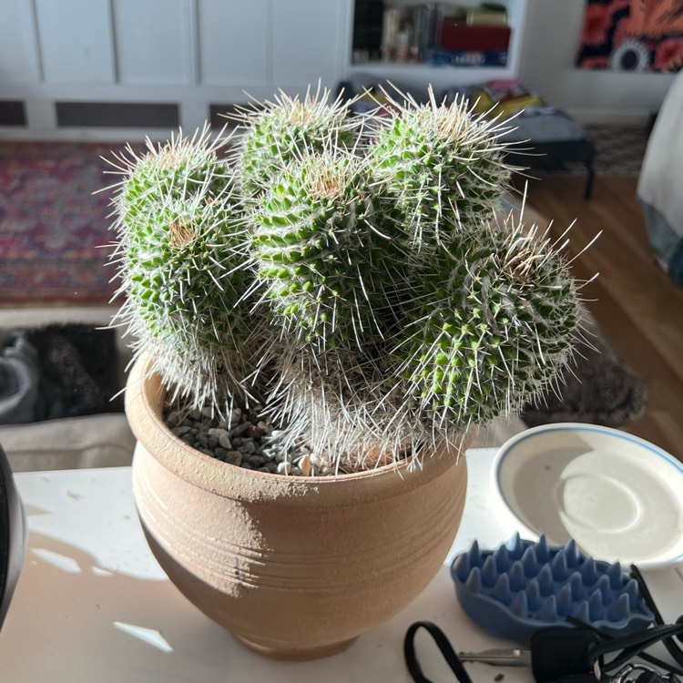 Plant image Mammillaria carnea