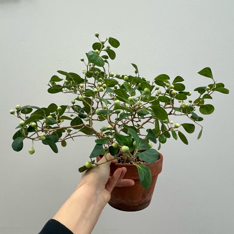 plant image 1695986 plant image 1695986