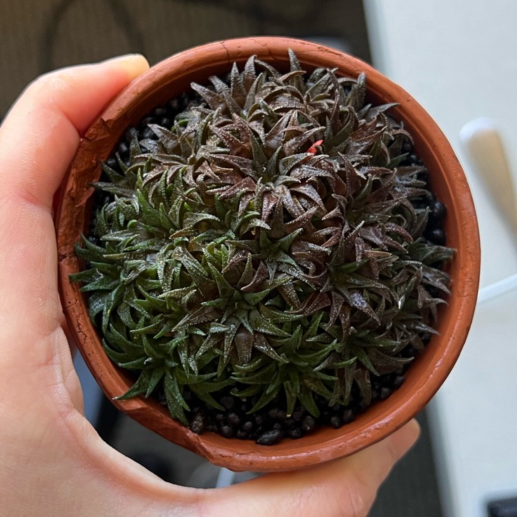 plant image 1697333 plant image 1697333