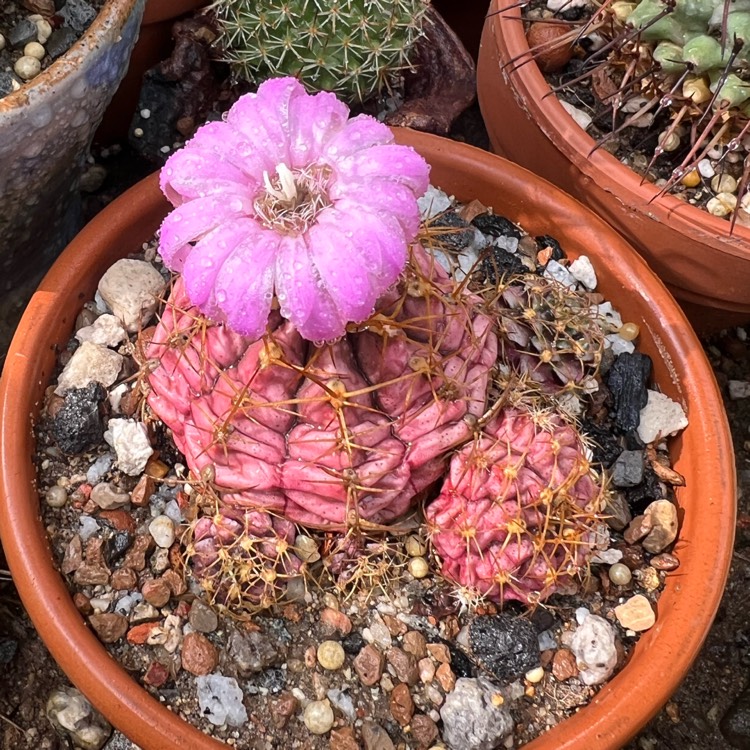 plant image 1709918 plant image 1709918