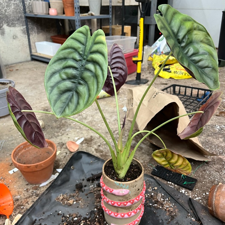 plant image 1713206 plant image 1713206