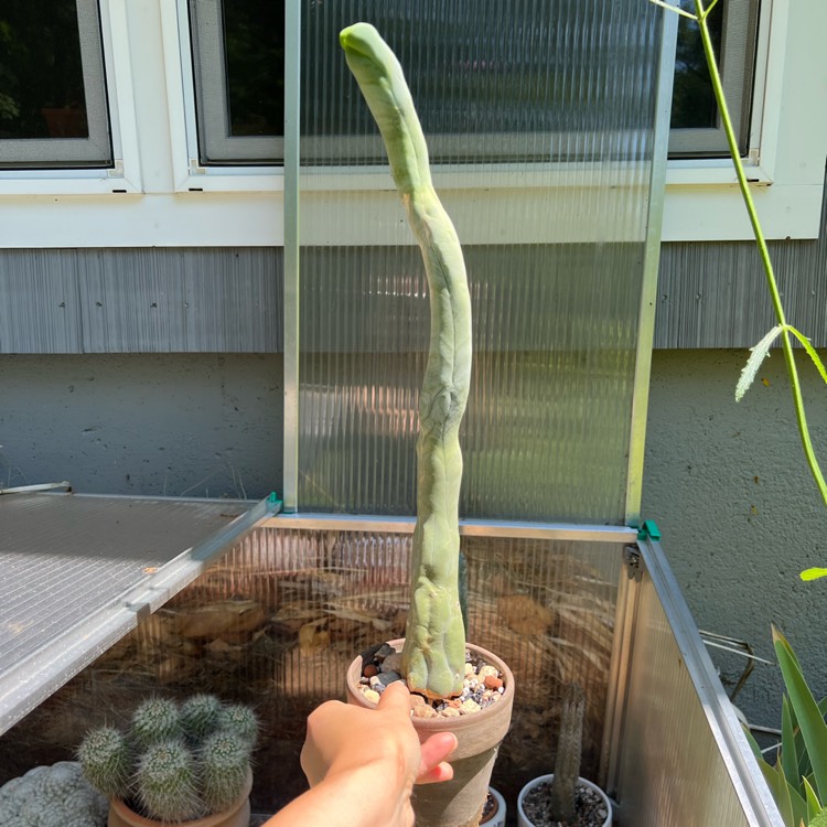 plant image 1717125 plant image 1717125