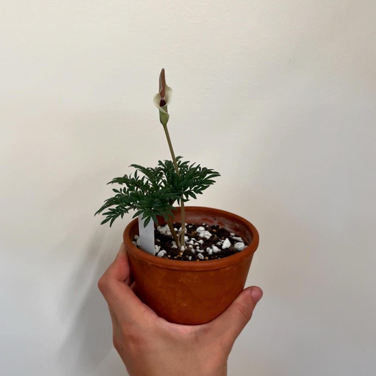plant image 1717868 plant image 1717868