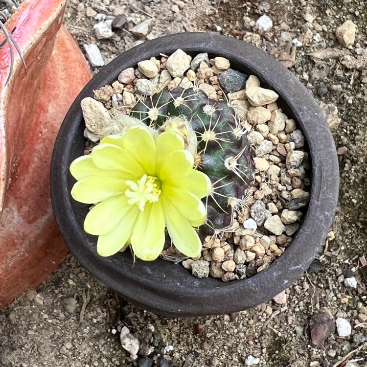 plant image 1717892 plant image 1717892