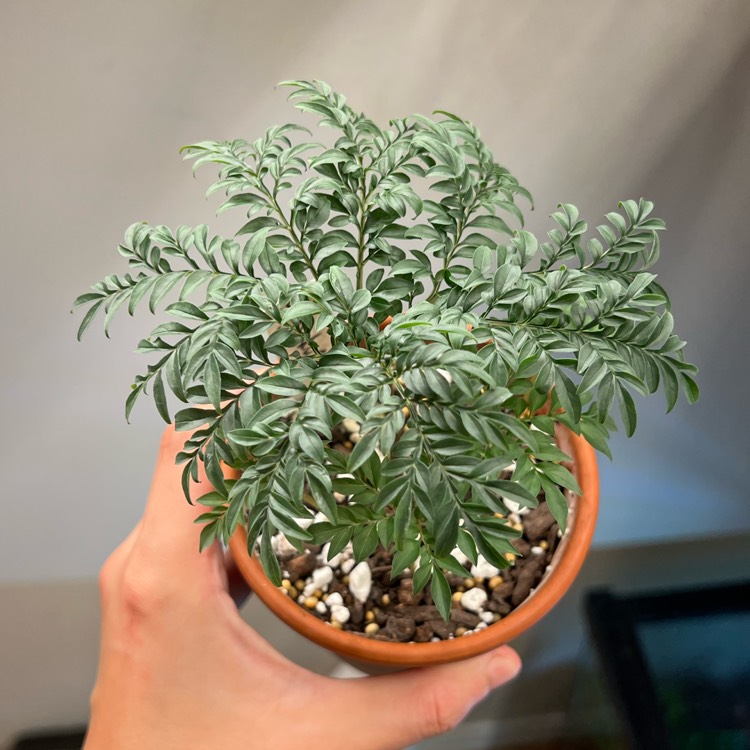 plant image 1720866 plant image 1720866