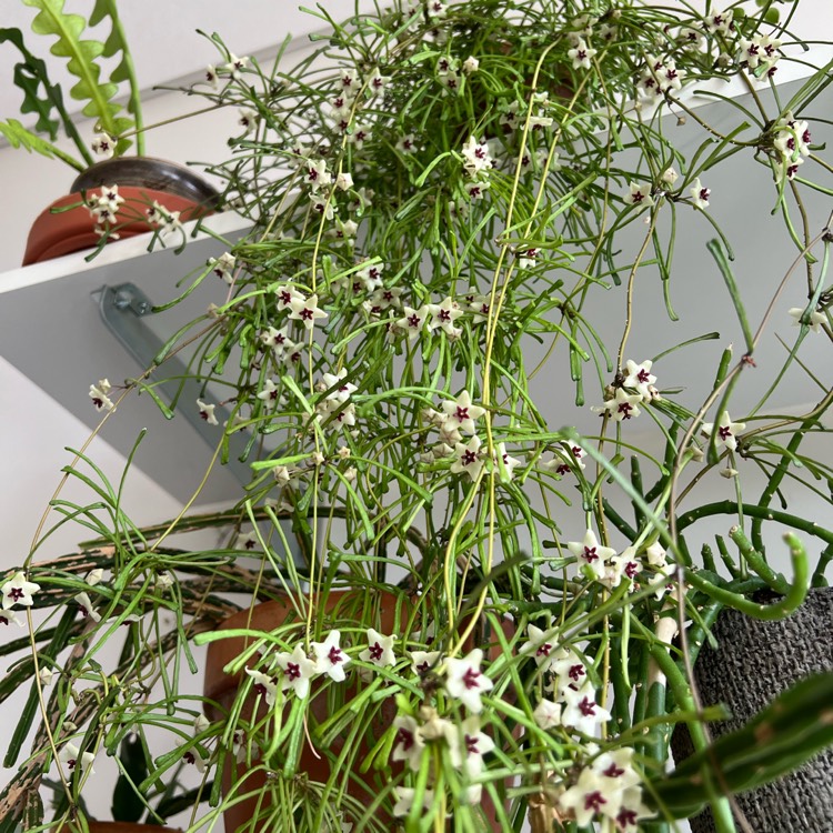 plant image 1725556 plant image 1725556