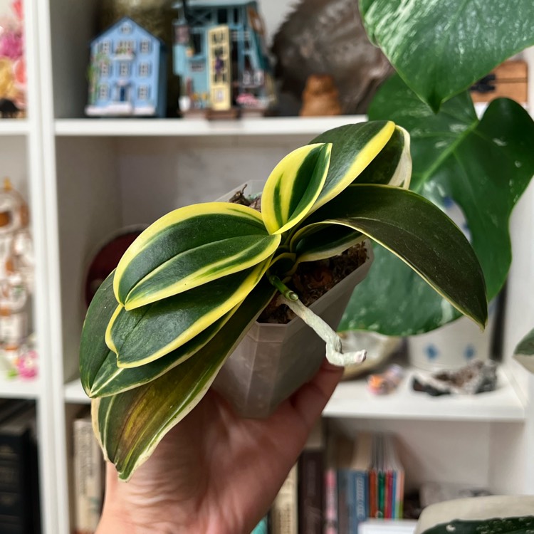 plant image 1729564 plant image 1729564