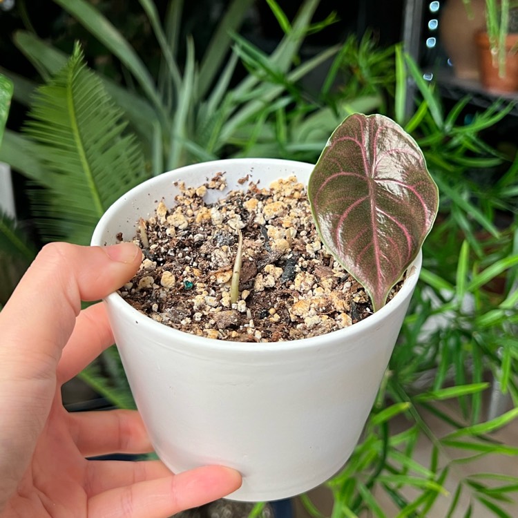 plant image 1729590
