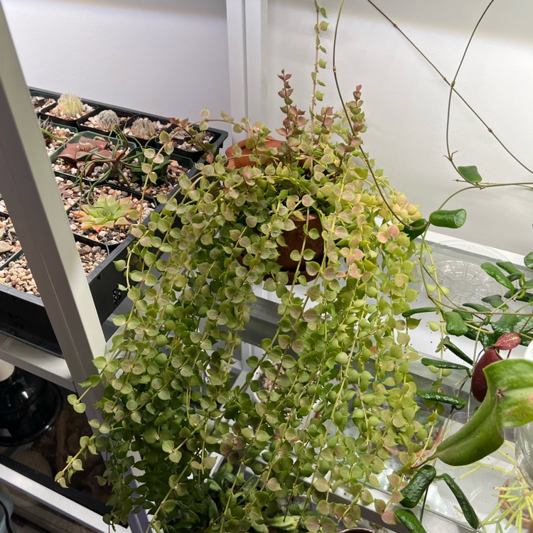 plant image 1729599 plant image 1729599