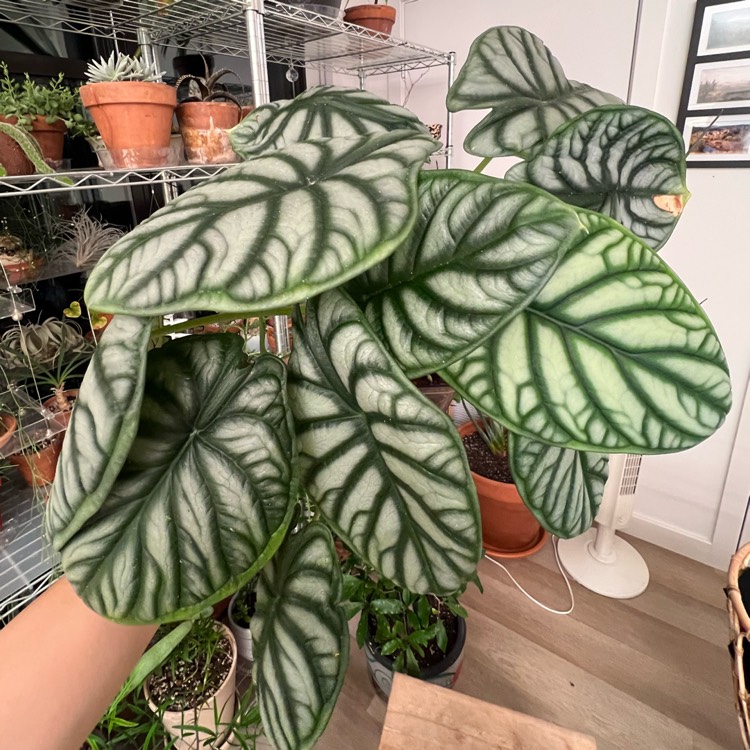 plant image 1729633 plant image 1729633
