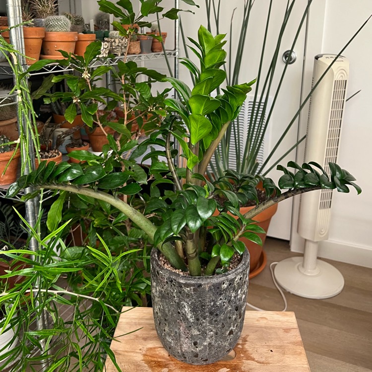 plant image 1729645 plant image 1729645