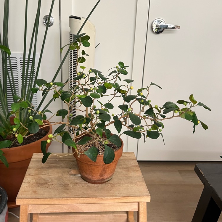 plant image 1729669 plant image 1729669