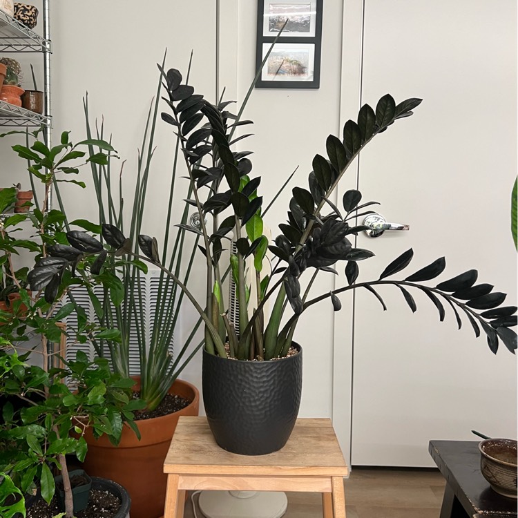 plant image 1729671 plant image 1729671