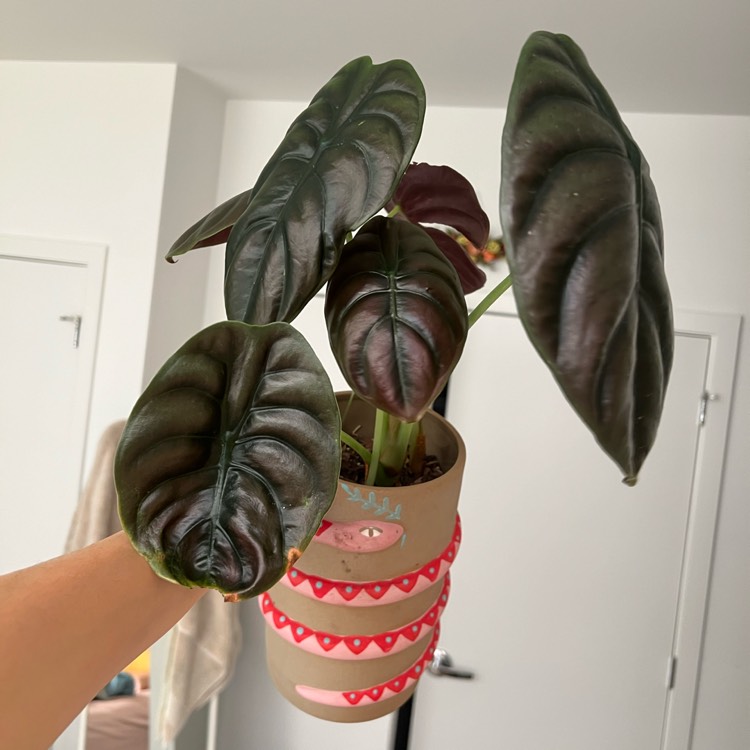 plant image 1729675 plant image 1729675