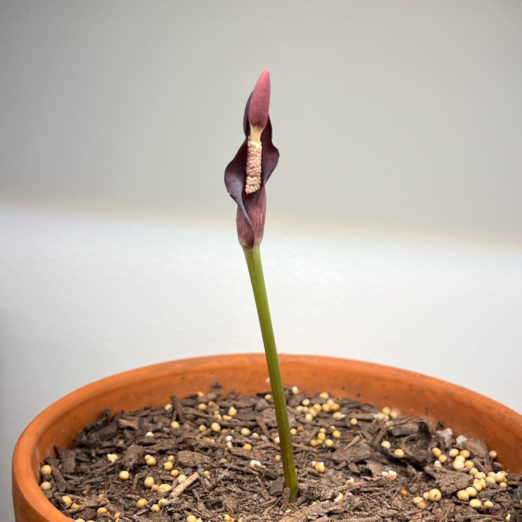 plant image 1729679 plant image 1729679