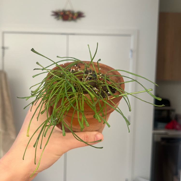 plant image 1729693 plant image 1729693