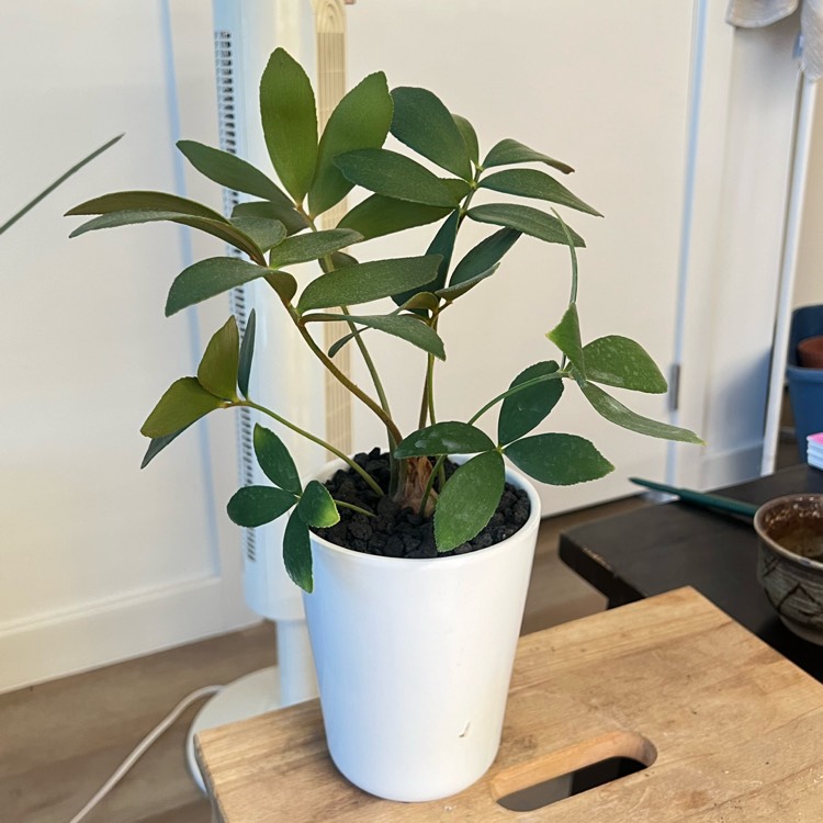 plant image 1729709 plant image 1729709