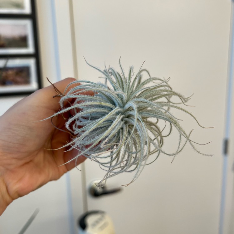 plant image 1729712 plant image 1729712