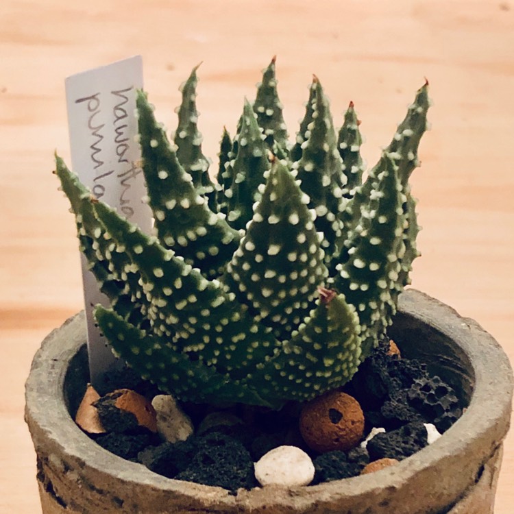 Plant image Tulista pumila syn. Haworthia pumila