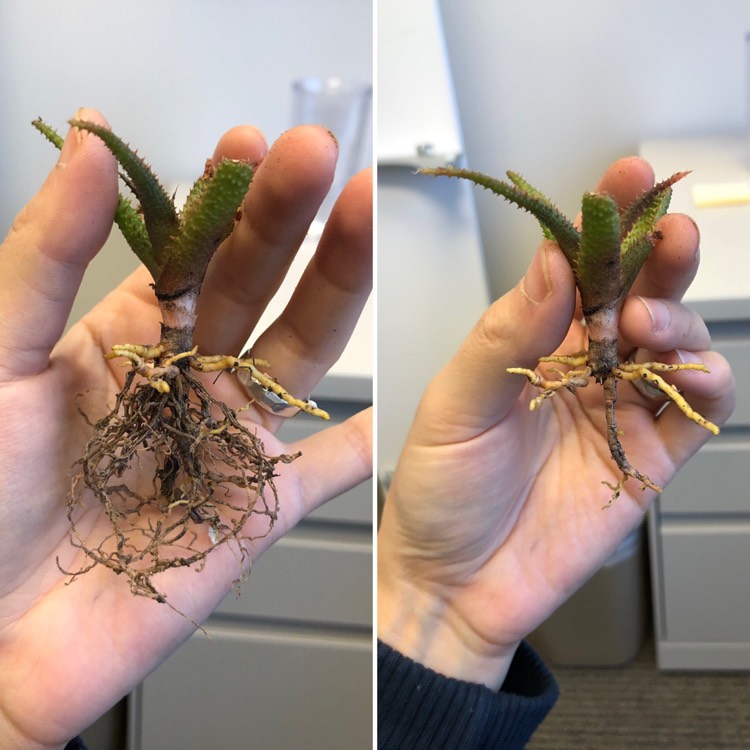 Plant image Aloe Parvula