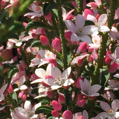 Helen's garden