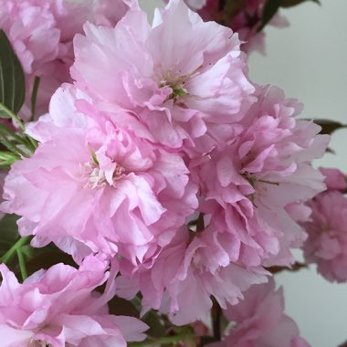 Helen's garden