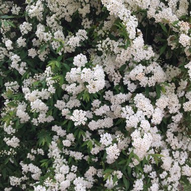 Helen's garden