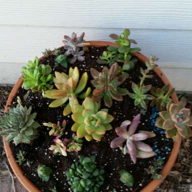 Succulent