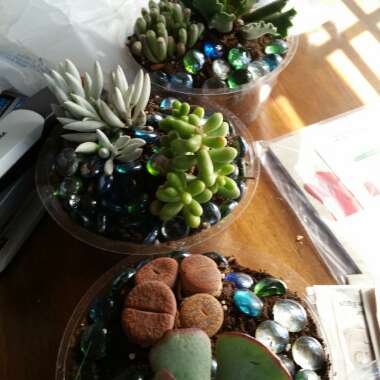 Succulent