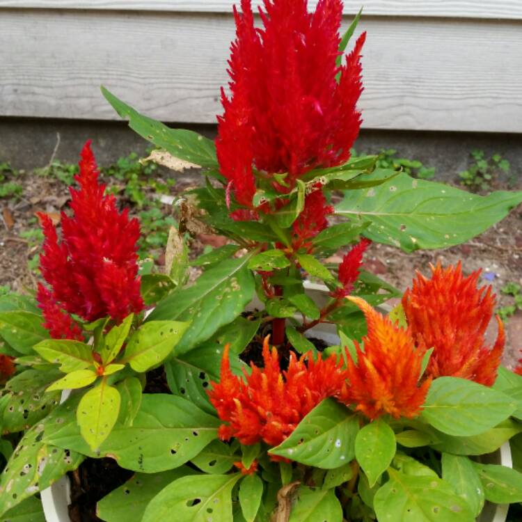 Plant image Celosia argentea plumosa