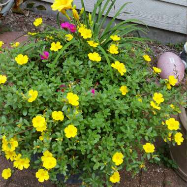 Debbie's garden