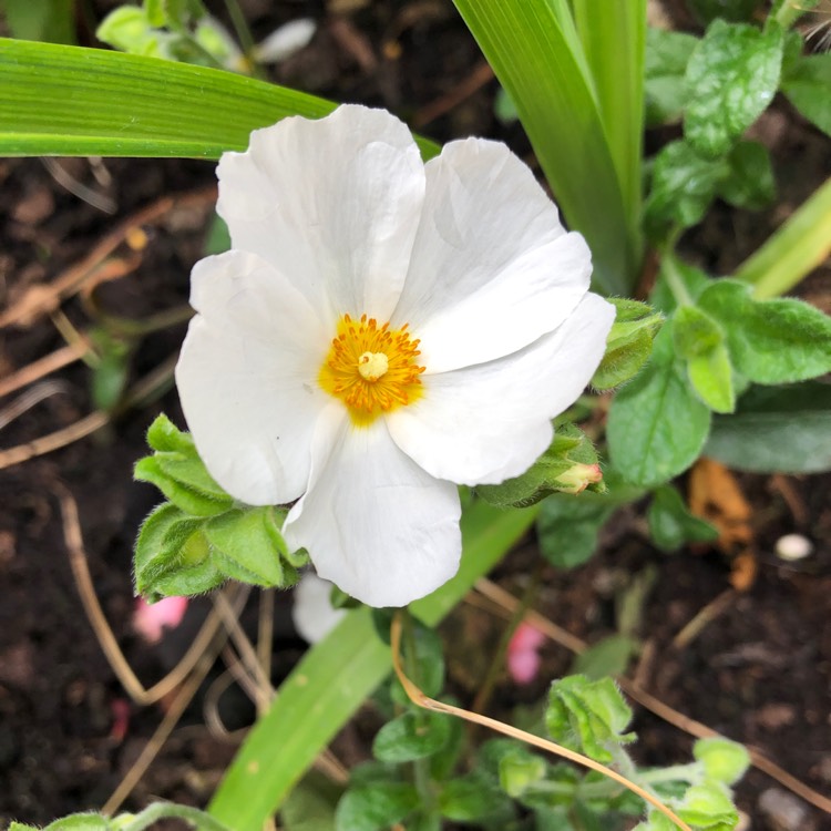 Plant image Cistus Obtusifolia ‘Thrive'