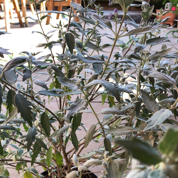 plant image 1390425
