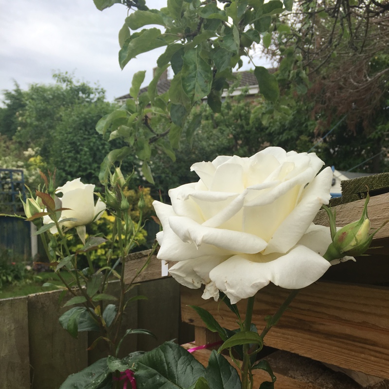 Plant image Rosa 'Poulslas'