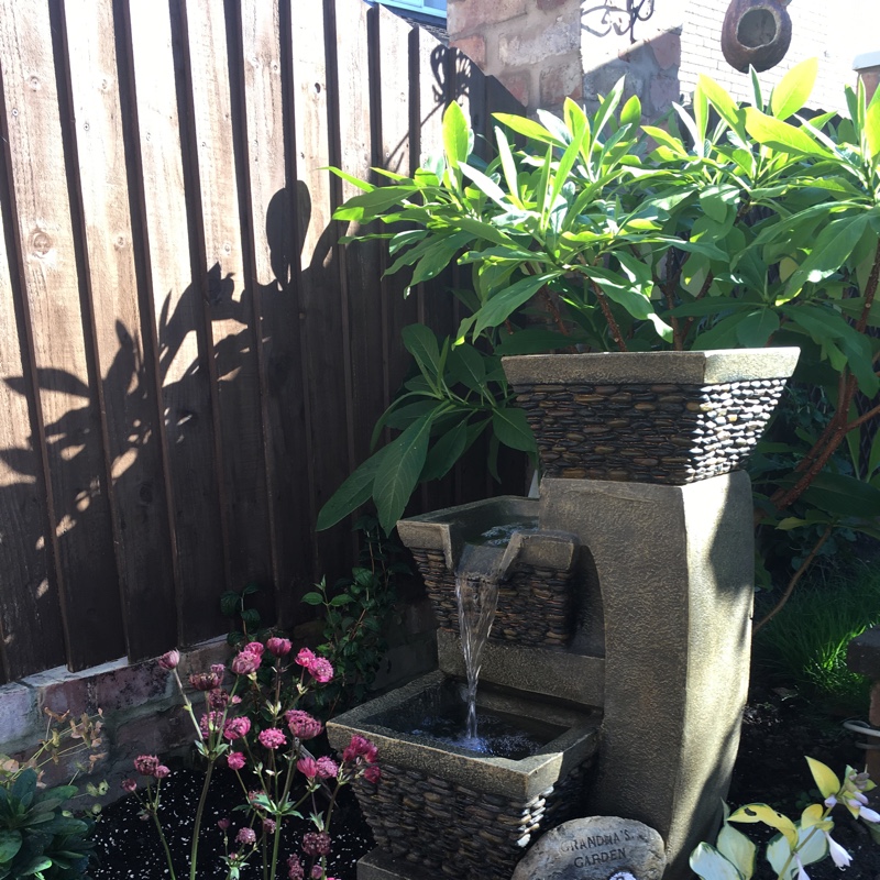 Maxine's garden