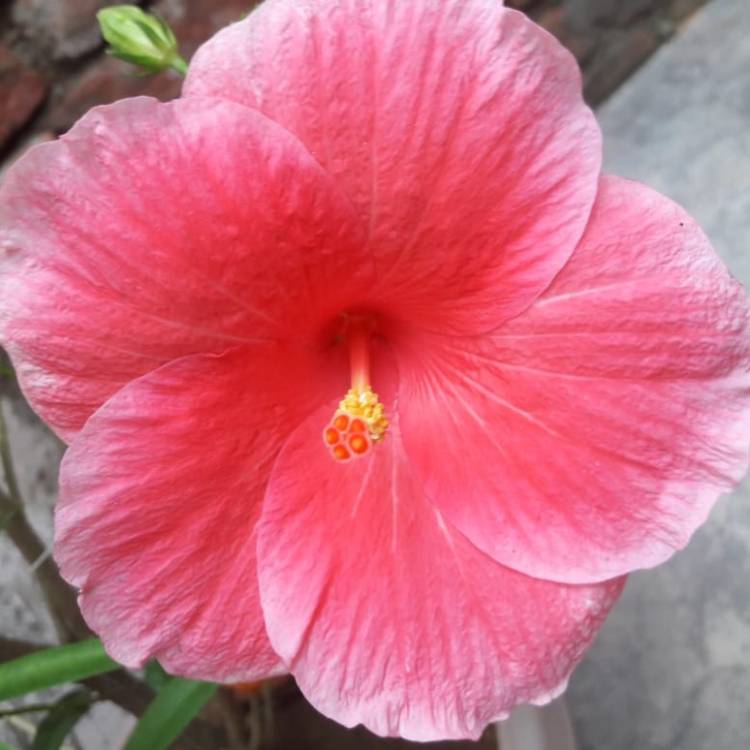 Plant image Hibiscus rosa-sinensis 'Athenacus'