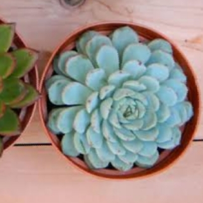 plant image 1399468