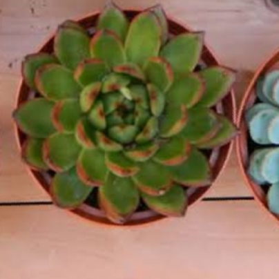 plant image 1399469