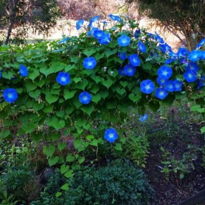 plant image 1399499