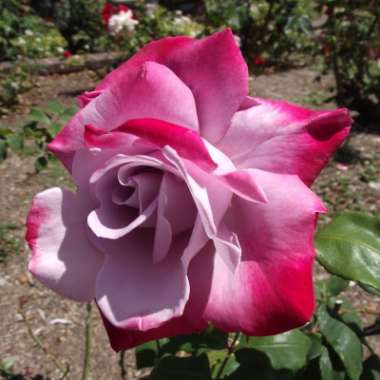 Rose 'Parole' (Hybrid Tea)