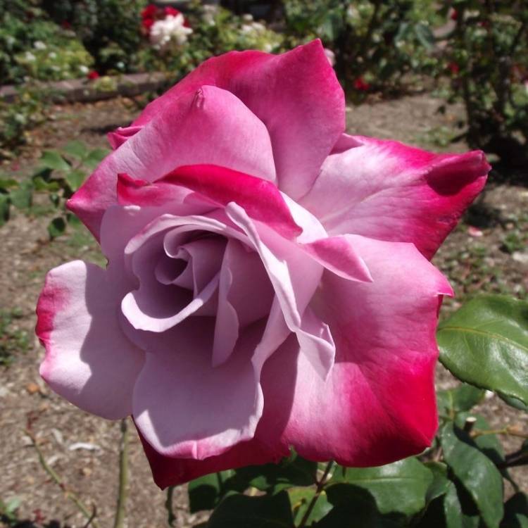 Plant image Rosa 'Korbilant' syn. Rosa 'Parole', Rosa 'Buxom Beauty', Rosa 'Garden Queen', Rosa 'Wanda Ferragamo', Rosa 'XXL', Rosa 'KO 91/1154-08'